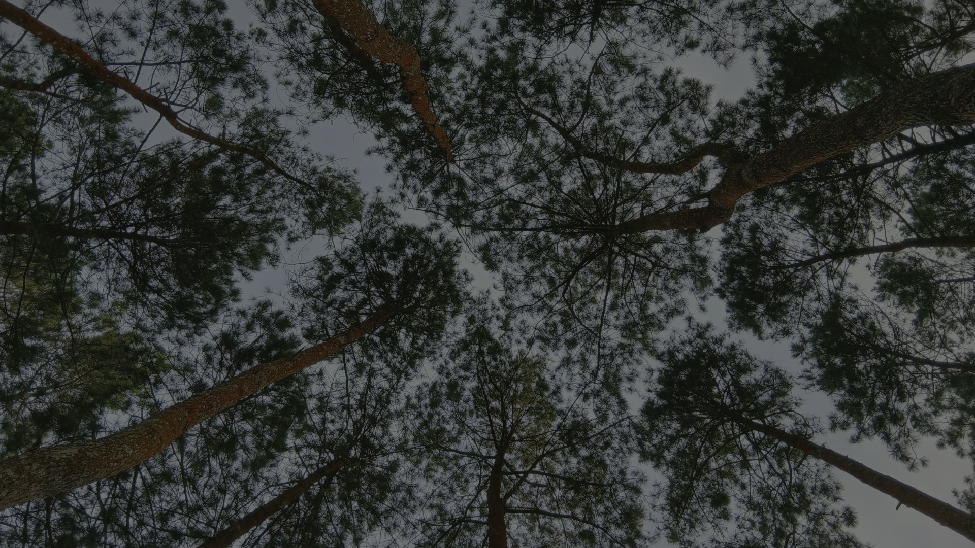 Silva Agro Indonesia